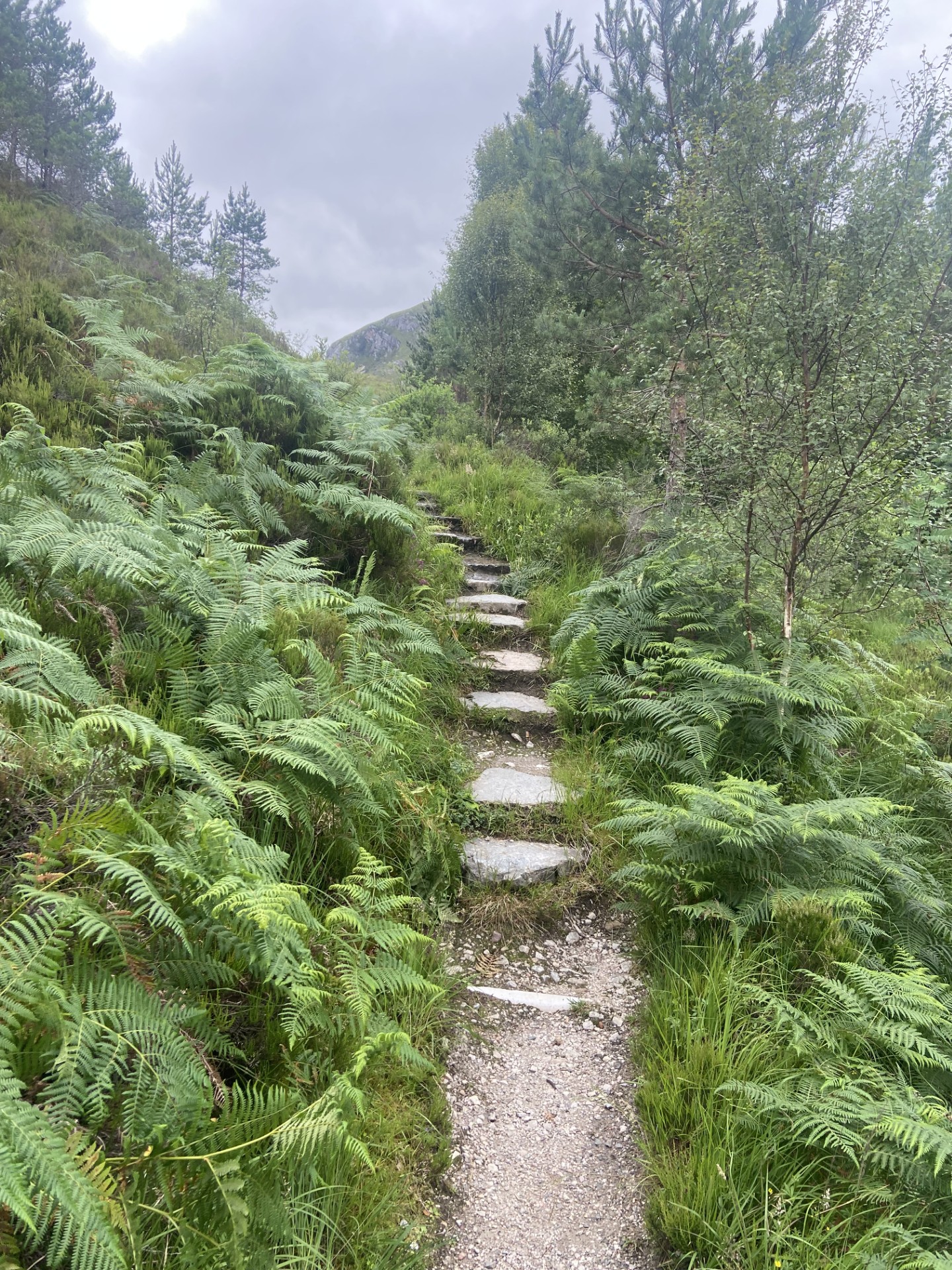 Stone steps through ferns at Beinn Eighe Nature Reserve